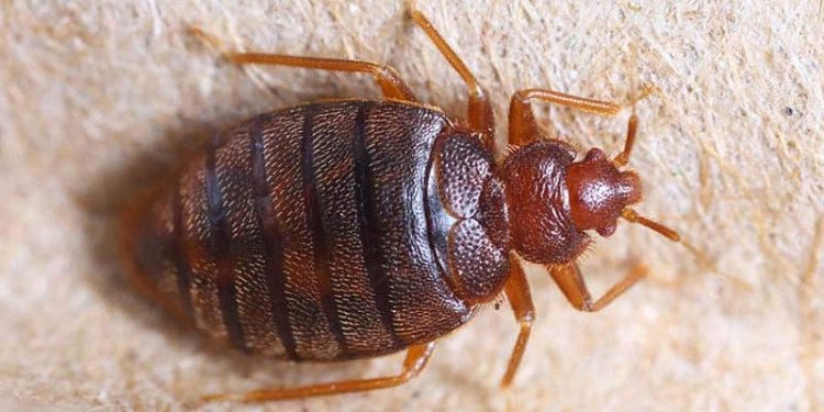 27 Interesting Bed Bugs Facts & Myths