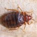 27 Interesting Bed Bugs Facts & Myths