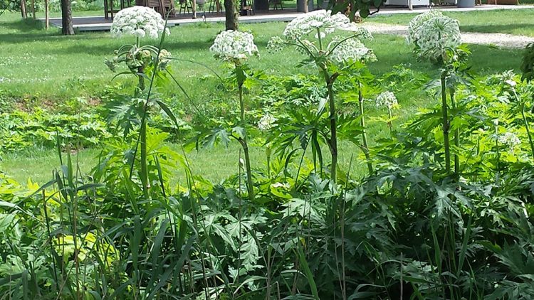 How to Remove Giant Hogweed - HouseAffection