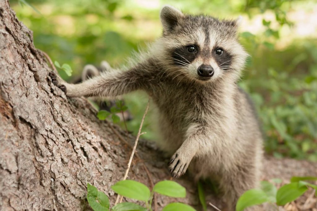 How To Keep Animals Out of Your Garden HouseAffection