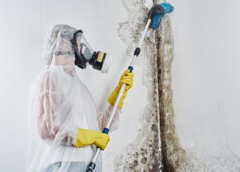 A professional disinfector in overalls processes the walls from mold with a brush. Removal of black fungus in the apartment and house. Aspergillus.