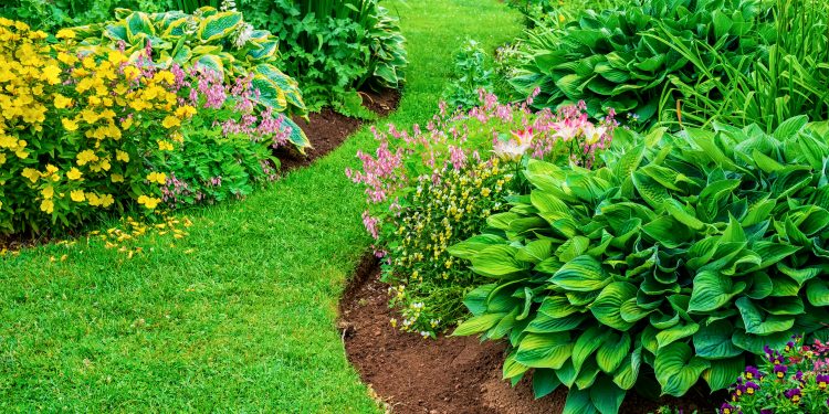 Perennial flower beds with lilies, hosta and bleeding hearts.