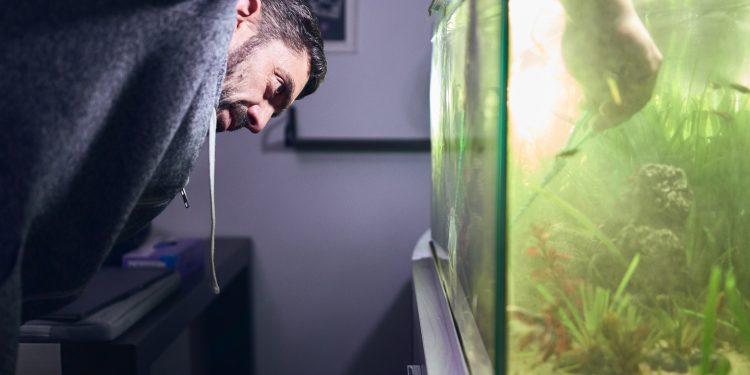 Young man pruning the plants in his aquarium. Concentration face.