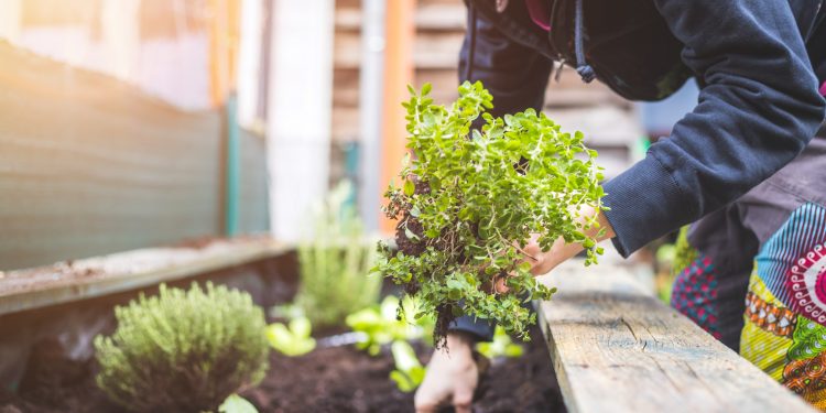 Woman is planting vegetables and herbs in raised bed. Fresh plants and soil.