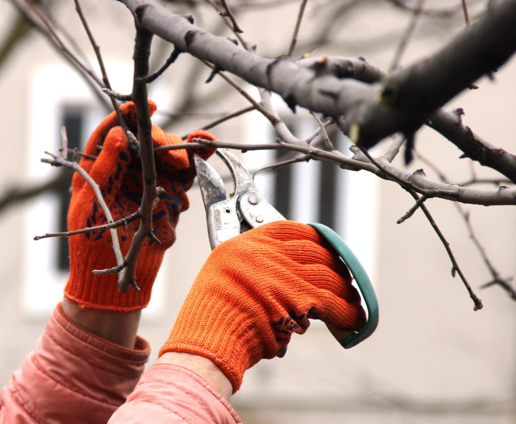 A Complete Guide To Pruning Trees And Shrubs - HouseAffection