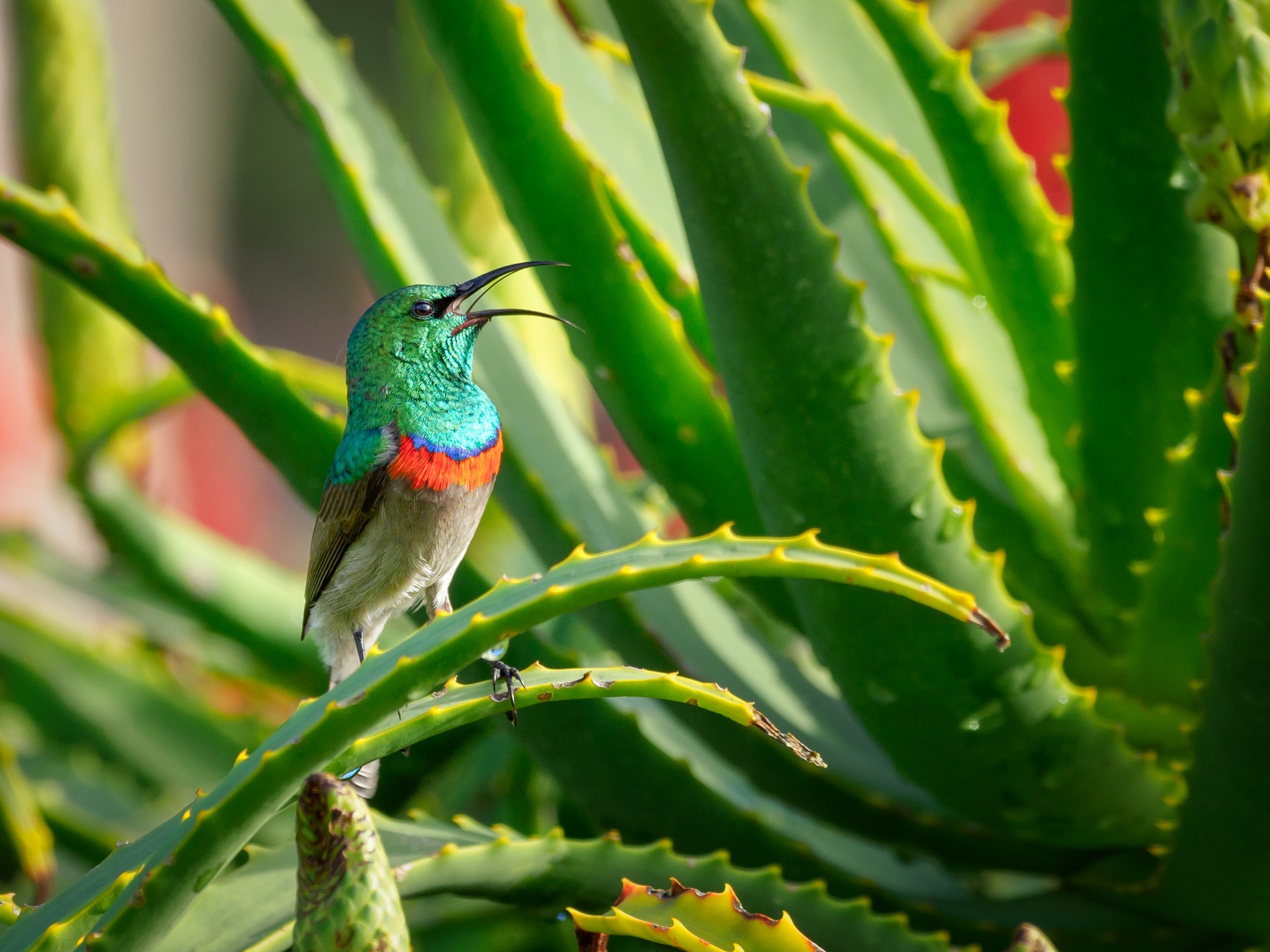 7 Best House Plants for Improving Your Health