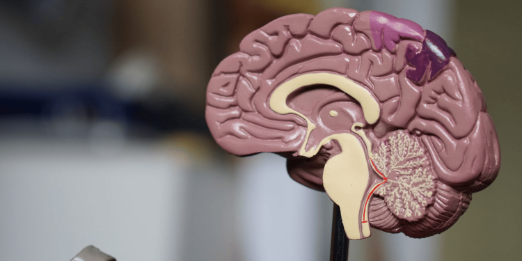 How to Structure New Knowledge for Long-Term Retention