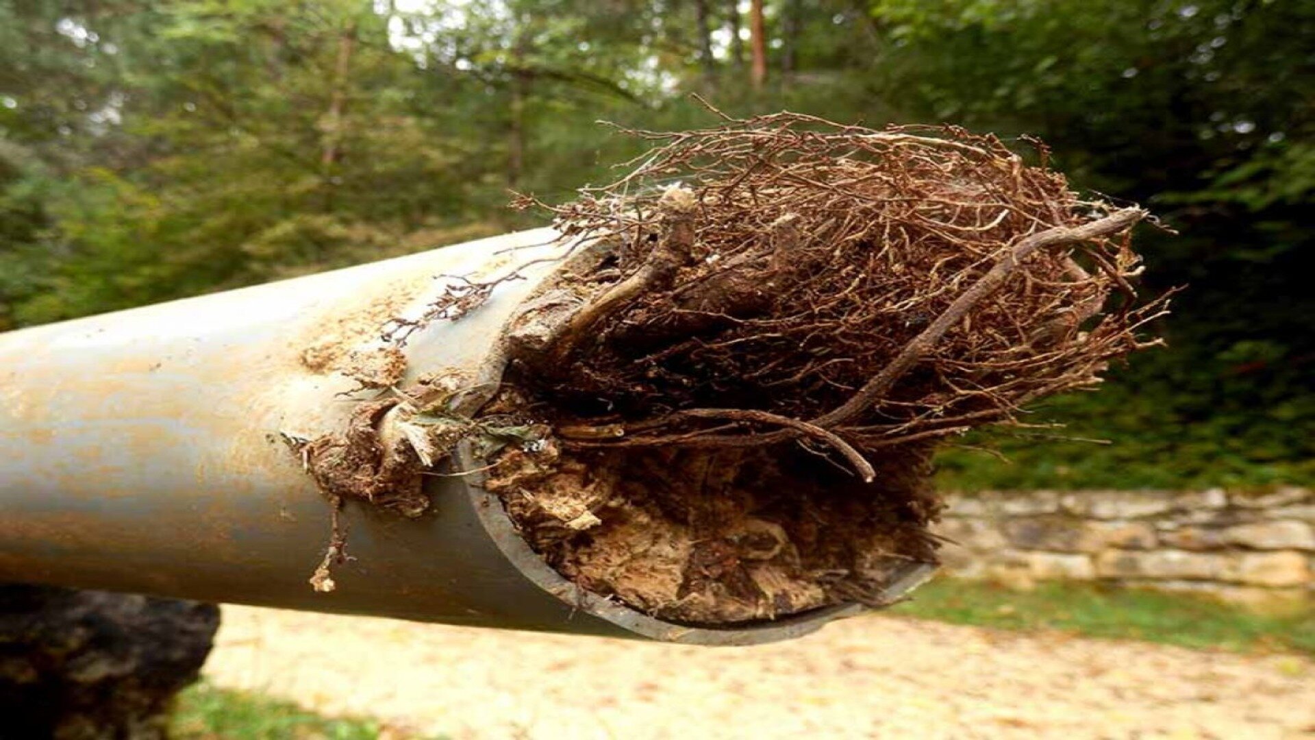 Dealing with Tree Root Intrusion