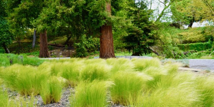 Sustainable Practices for Maintaining Bay Area Landscapes
