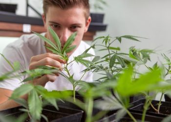 7 Tips for Growing Cannabis Indoors in Canada to Improve Your Next Crop