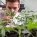 7 Tips for Growing Cannabis Indoors in Canada to Improve Your Next Crop