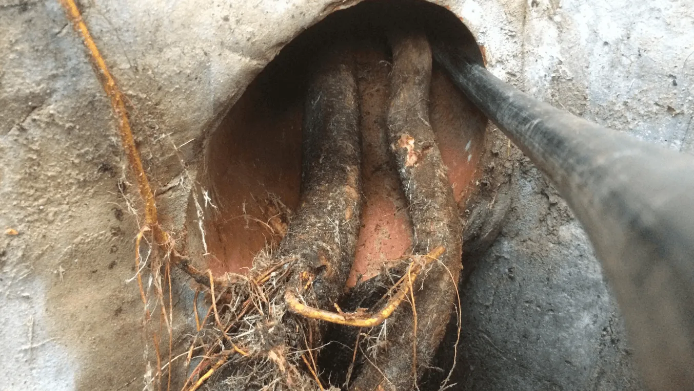 How Tree Roots Infiltrate Drain Systems