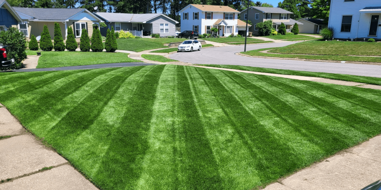 How to Upgrade Your Home’s Curb Appeal with a Lawn Renovation