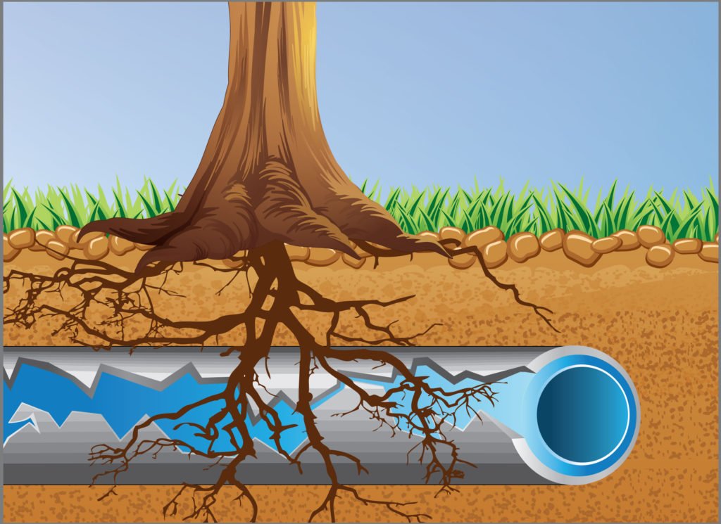 Preventing Tree Root Intrusion