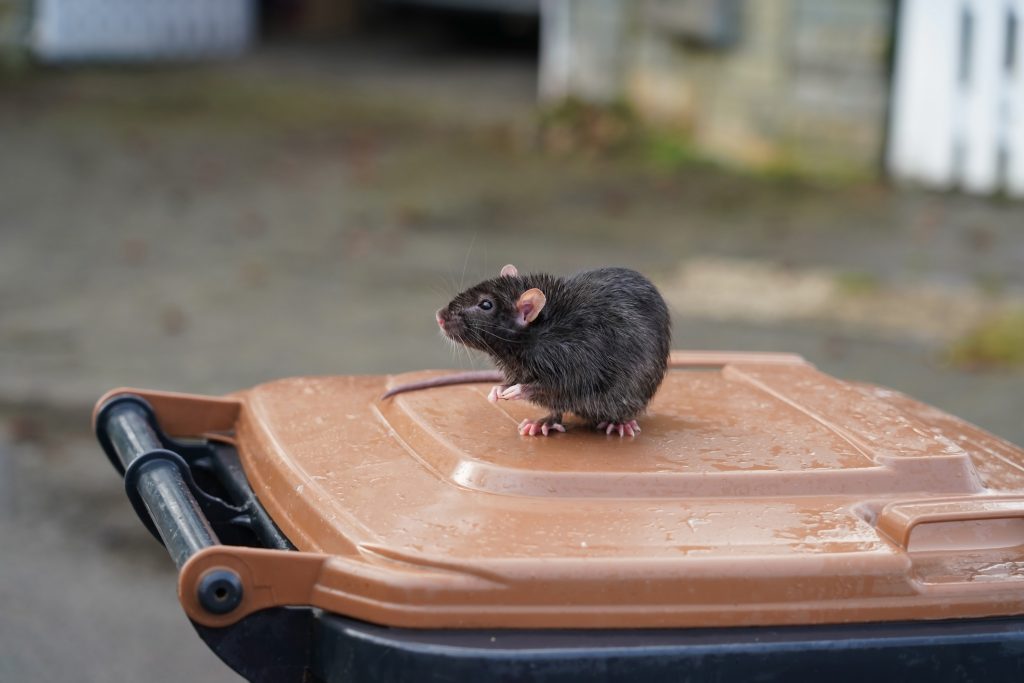 Rats on the Rise What You Can Do to Keep Them Out HouseAffection