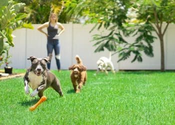 Renovating Your Yard For Your Pets