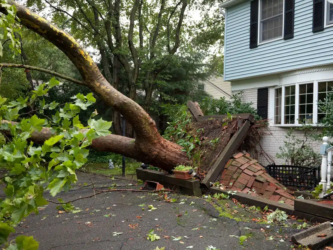 Unveiling the Truth: Will Your Homeowners Insurance Shield You from the Costs of Removing a Hazardous Tree?