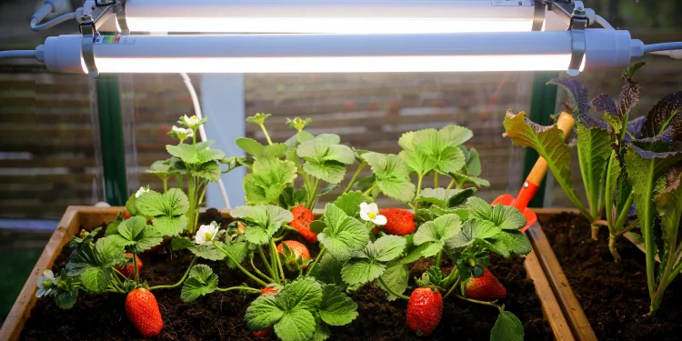 Why Use Grow Lights in Hydroponics for Better Plant Growth