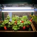 Why Use Grow Lights in Hydroponics for Better Plant Growth