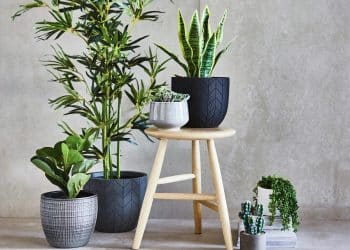 Artificial Plants - Fake Plants - Bunnings Australia