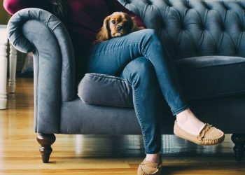 Couch, Feet, Shoes, Wooden, Floor, Dog, Puppy, Brown