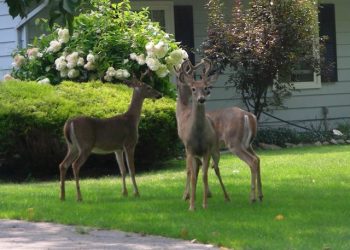 Great Ways to Keep Deer Out of Your Yard