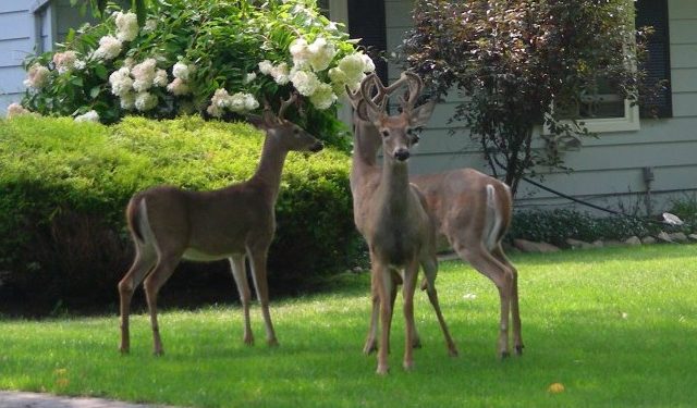 Great Ways to Keep Deer Out of Your Yard