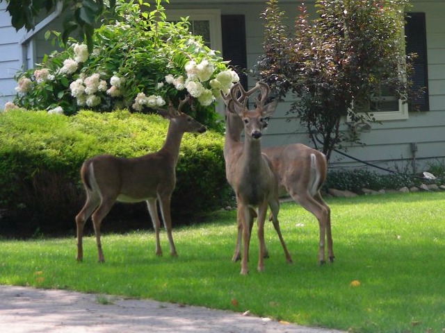 Great Ways to Keep Deer Out of Your Yard