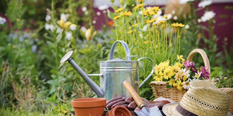 Three tools every gardener should add to their collection