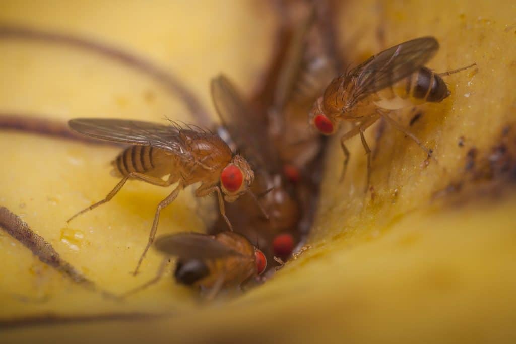 Fruit Flies In Your Kitchen Step By Step Guide To Get Rid Of Them   Get Rid Of Fruit Flies Scaled 1 1024x683 