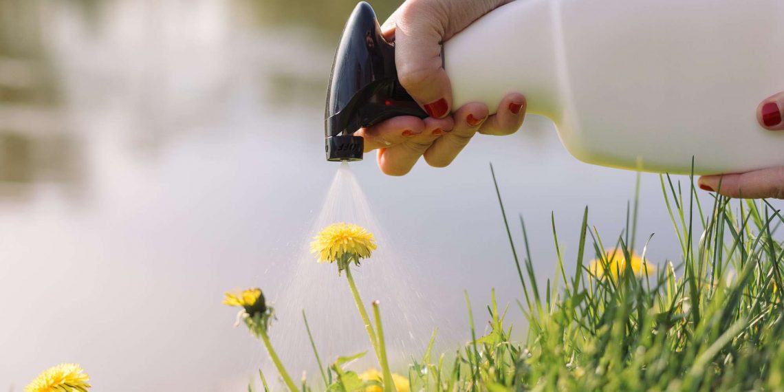 How to Spray Weed Killer