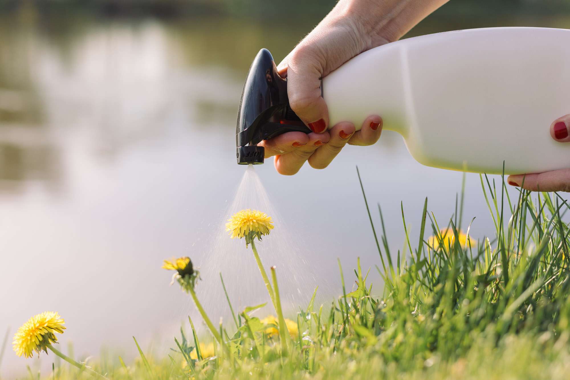 spray weed killer