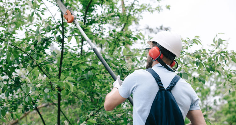 HOW TO USE A POLE SAW