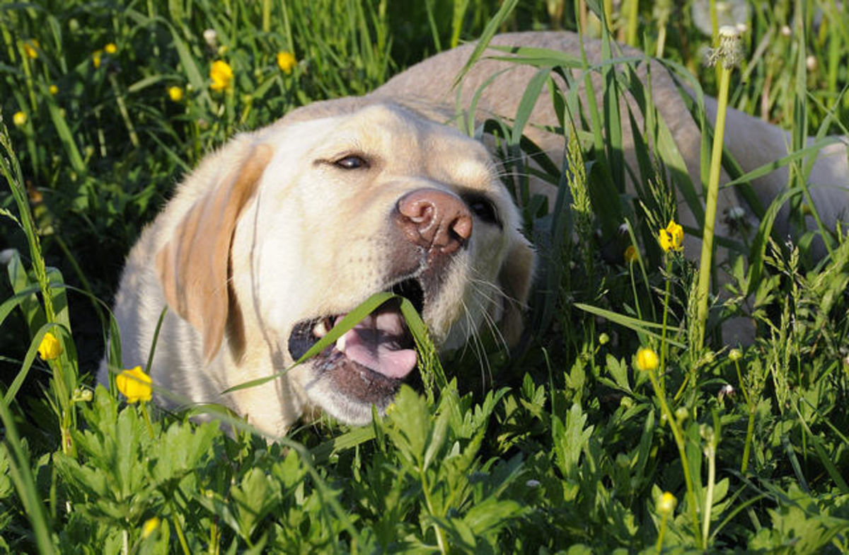 Dog Off The Grass After Weed, Is Roundup Safe For Dogs Once Dry