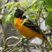 How To Transform Your Backyard Into A Birdwatchers Haven