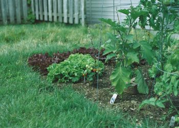 Designing a garden path