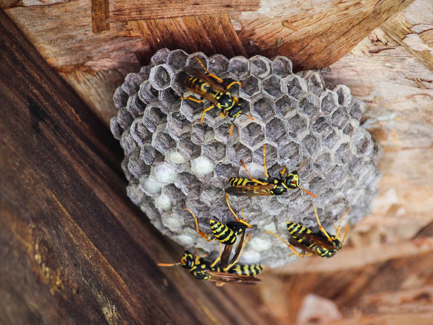 How To Remove a Hornet Nest vs. a Wasp Nest - HouseAffection