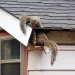 Are there any humane ways of getting rid of squirrels from your house?