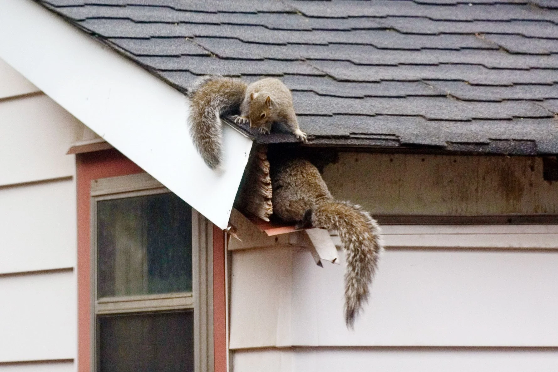 Are there any humane ways of getting rid of squirrels from your house?