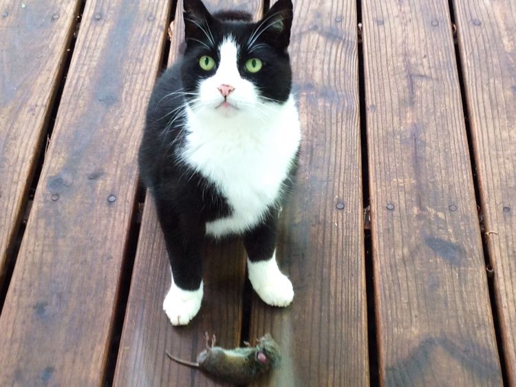 What to Do If Your Cat Is Leaving Mice Around the House HouseAffection