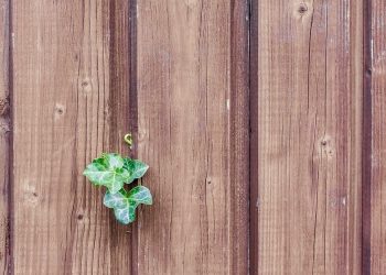 Wood, Ivy, Wood Fence, Paling, Boards, Nature