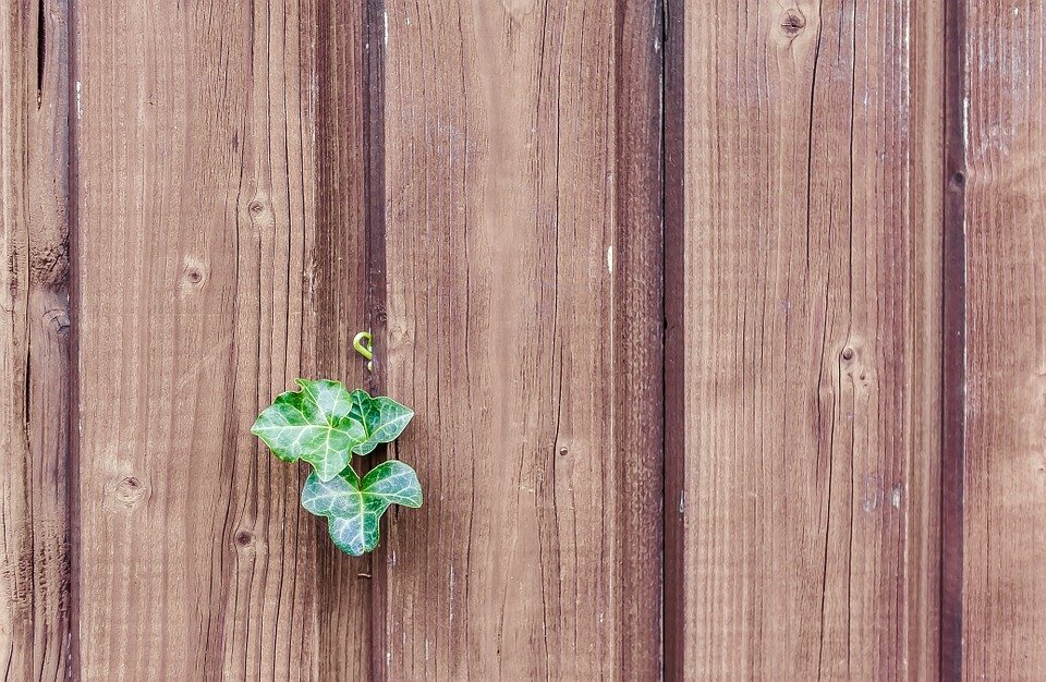 Wood, Ivy, Wood Fence, Paling, Boards, Nature