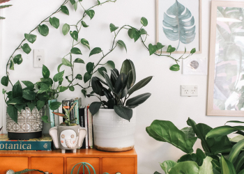 Bringing Nature Into Your Home With Indoor Gardening