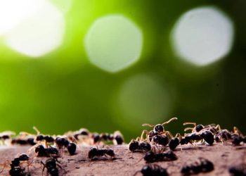 Pests To Watch Out for During Spring: Guide for Tenants
