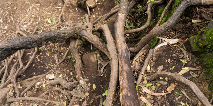 The Impact of Tree Roots on Drain Systems in South Los Angeles