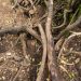 The Impact of Tree Roots on Drain Systems in South Los Angeles