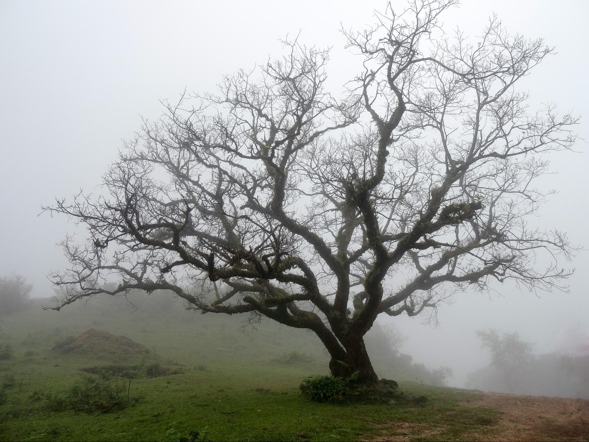 Roots to Riches: Transforming Gardens with Tree Wisdom