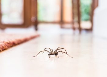 common house spider on a smooth tile floor seen from ground level in a kitchen in a residential home