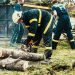 Storm-Proofing Madison Homes: The Role of Tree Removal in Climate Resilience