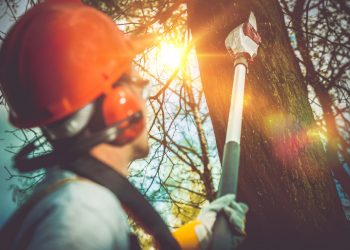 This Is How to Remove a Tree From Your Yard